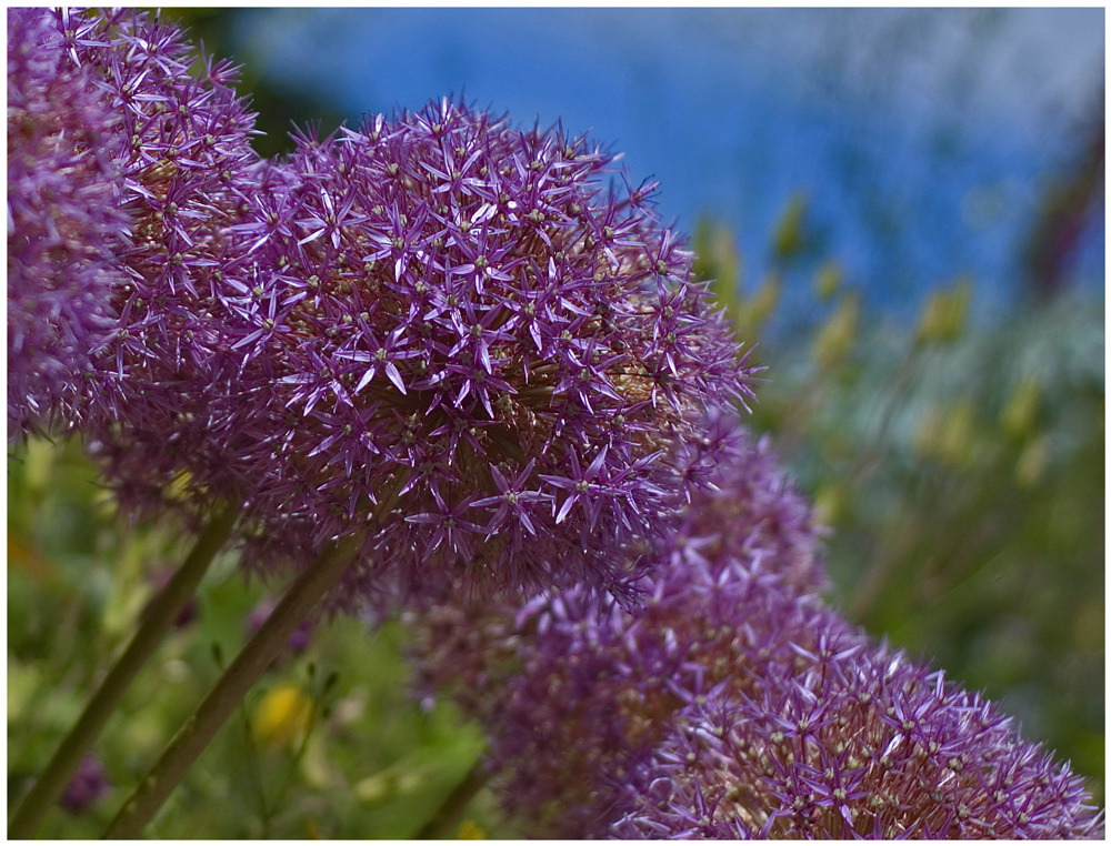 in Noldes Garten  (1)