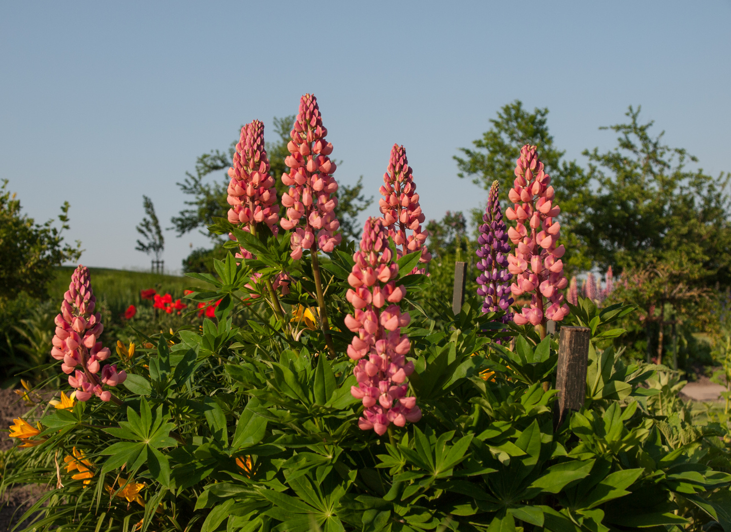 In Noldes Garten