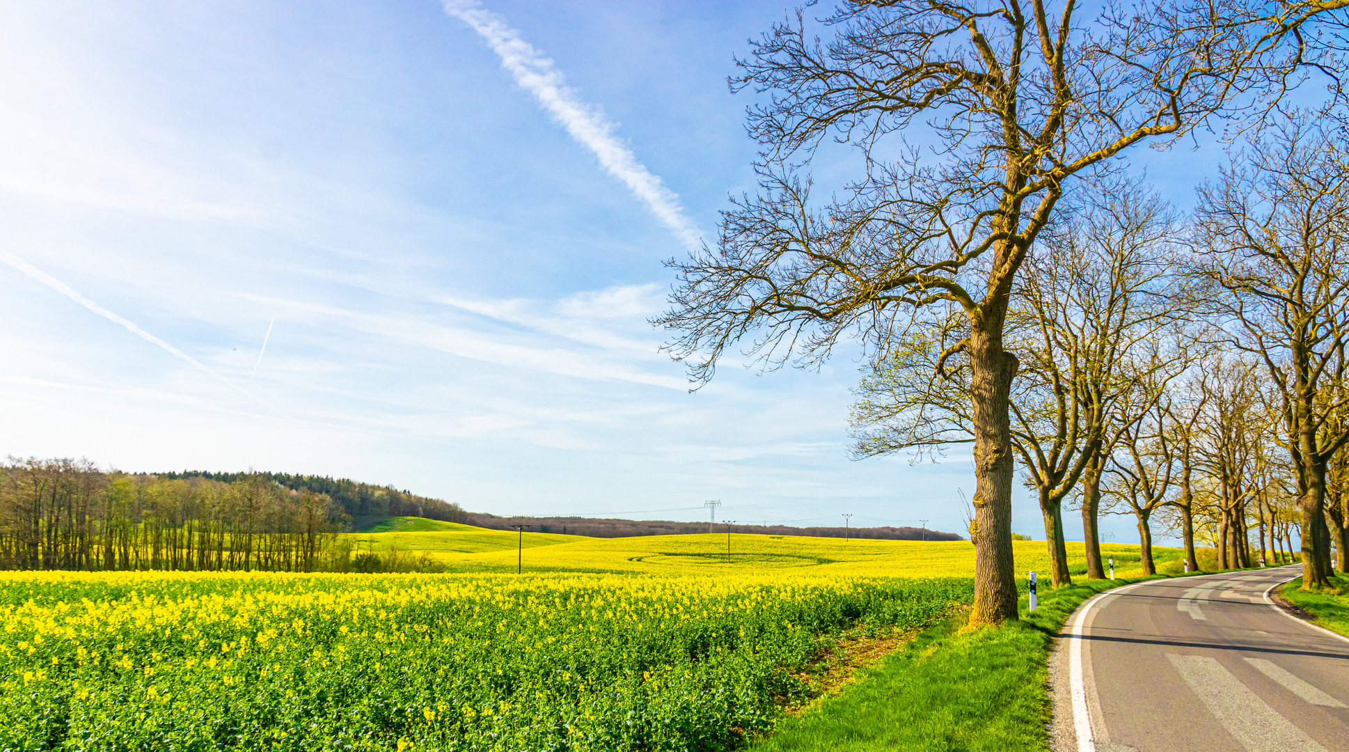 In Nordwest-Mecklenburg blüht der Raps