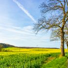 In Nordwest-Mecklenburg blüht der Raps