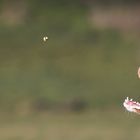 In NRW wieder vereinzelt "fliegende Leckerlies" gesichtet.