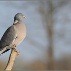 in offener Landschaft... Ringeltaube *Columba palumbus*