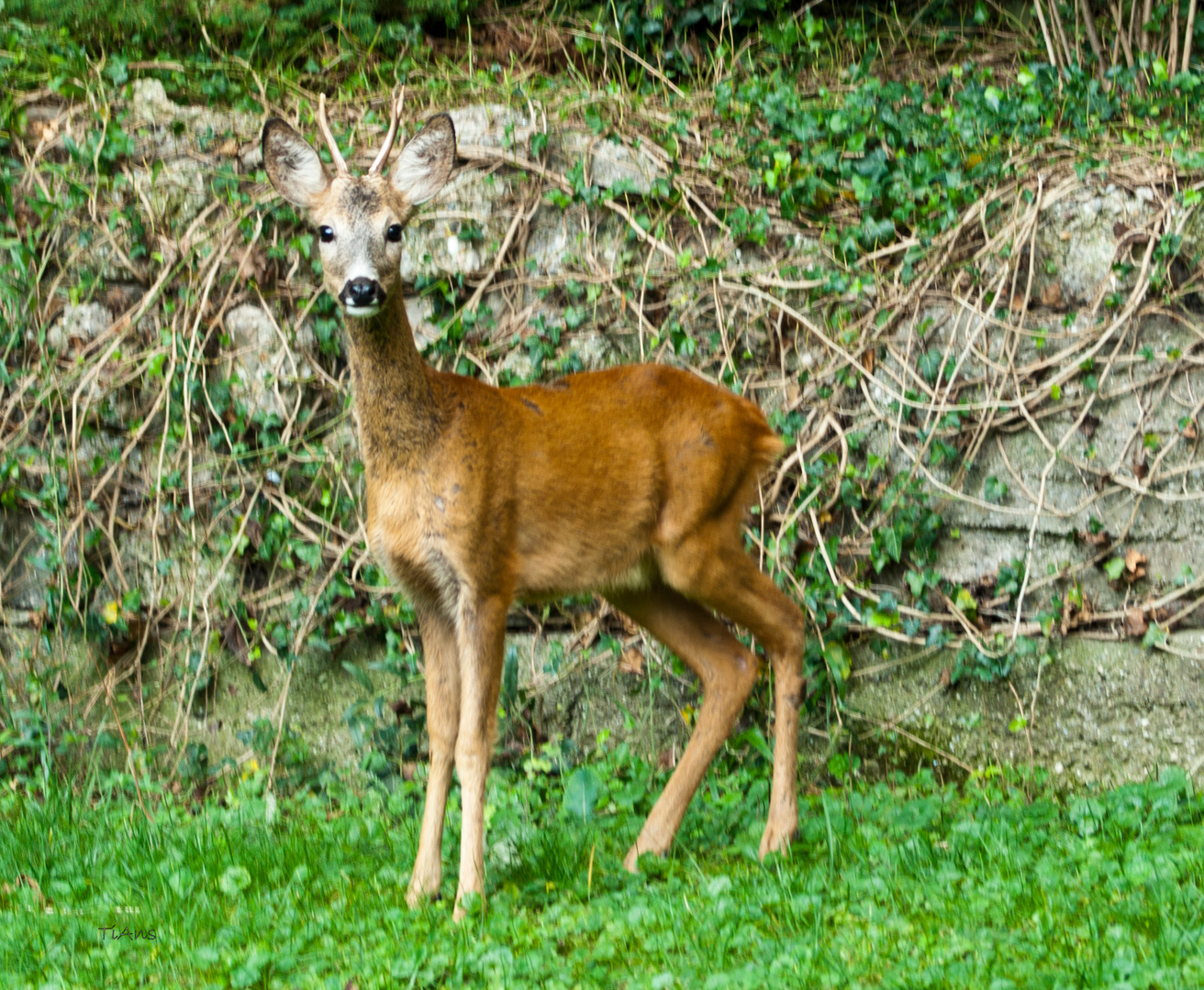 In Omas Garten