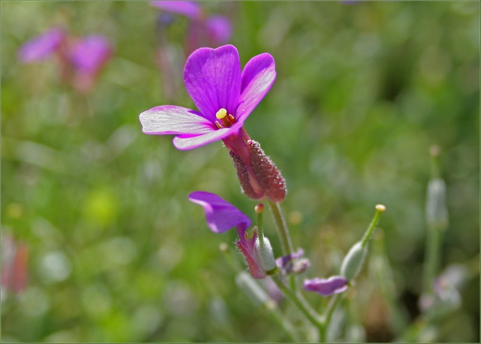 in omas garten...