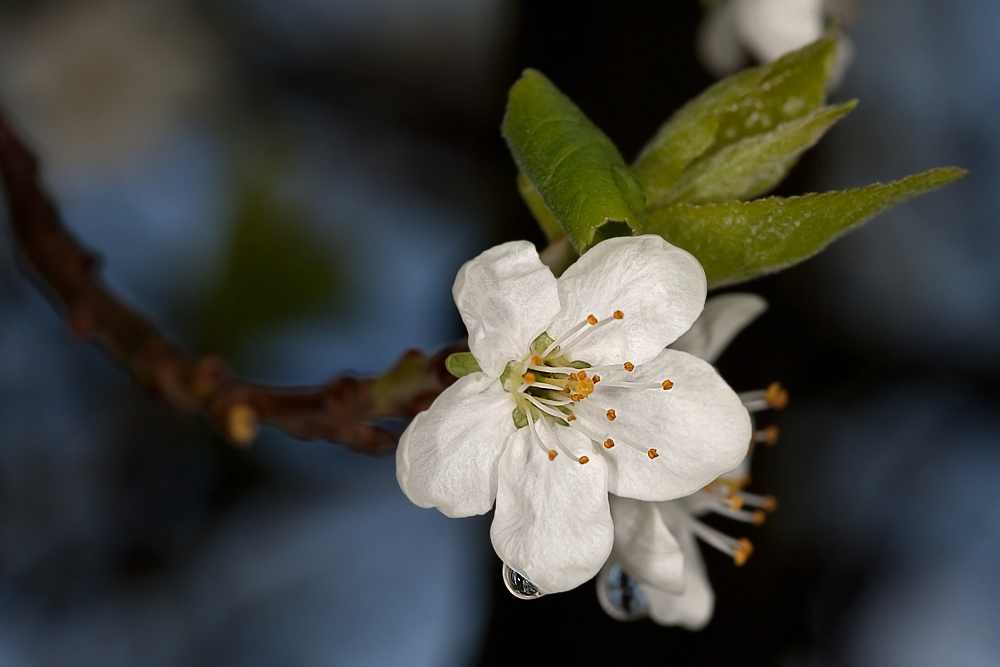 In Oma`s Garten...