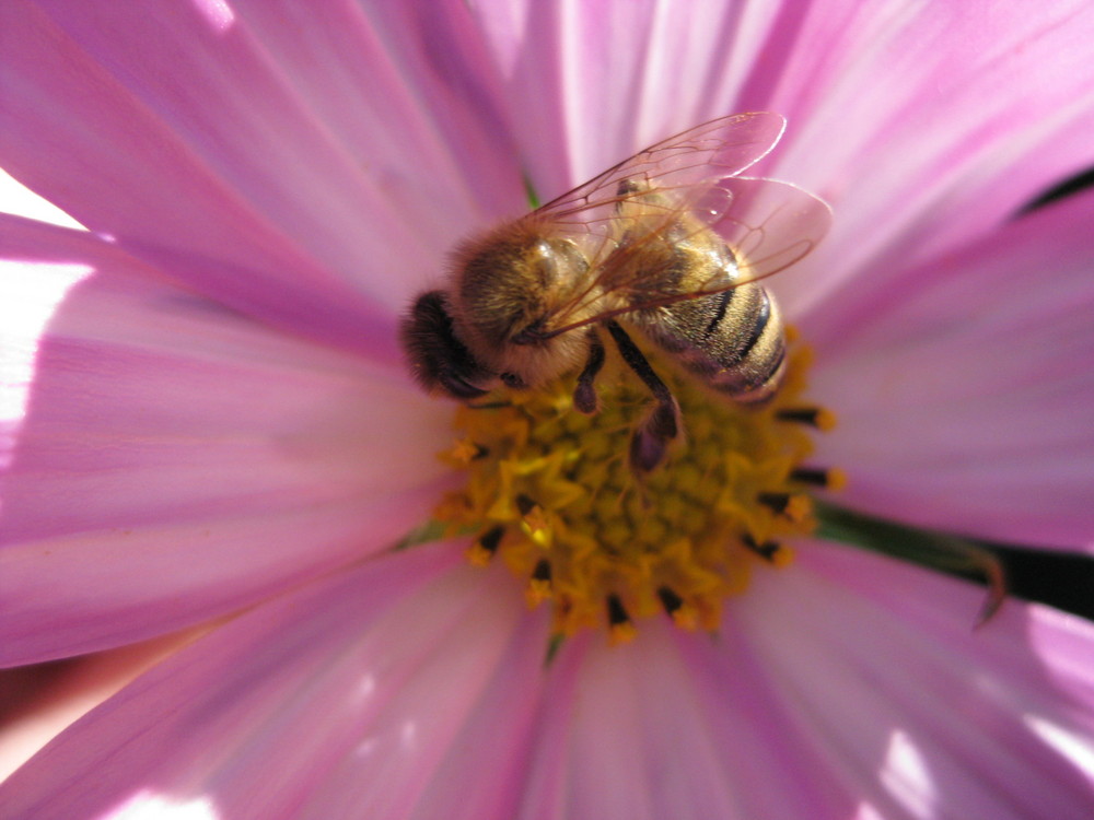 in Omas Garten