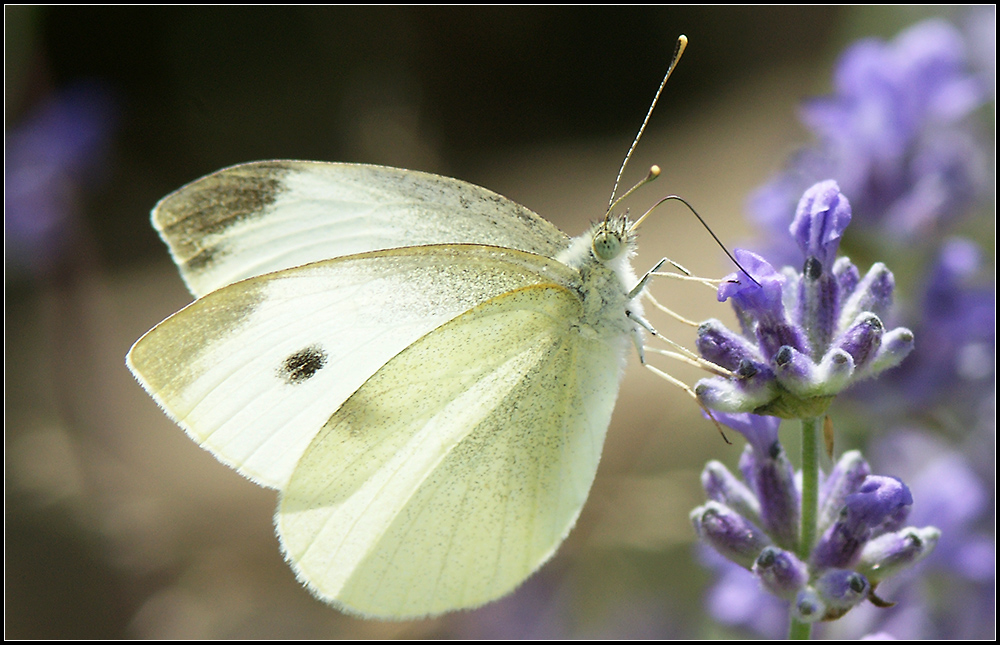 In Oma's Kräutergarten