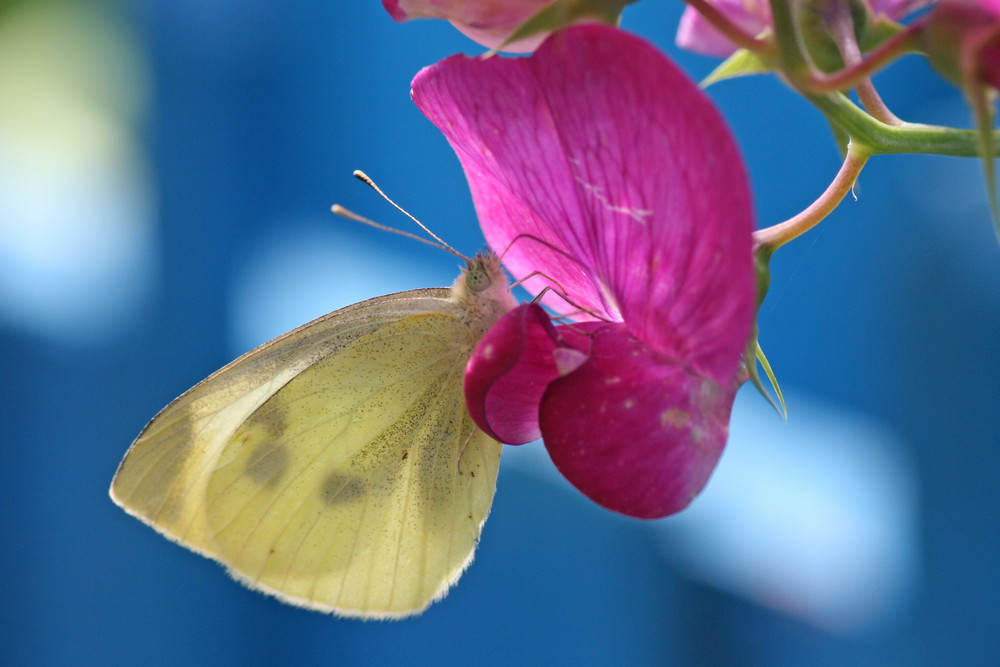 .. in Opas Garten