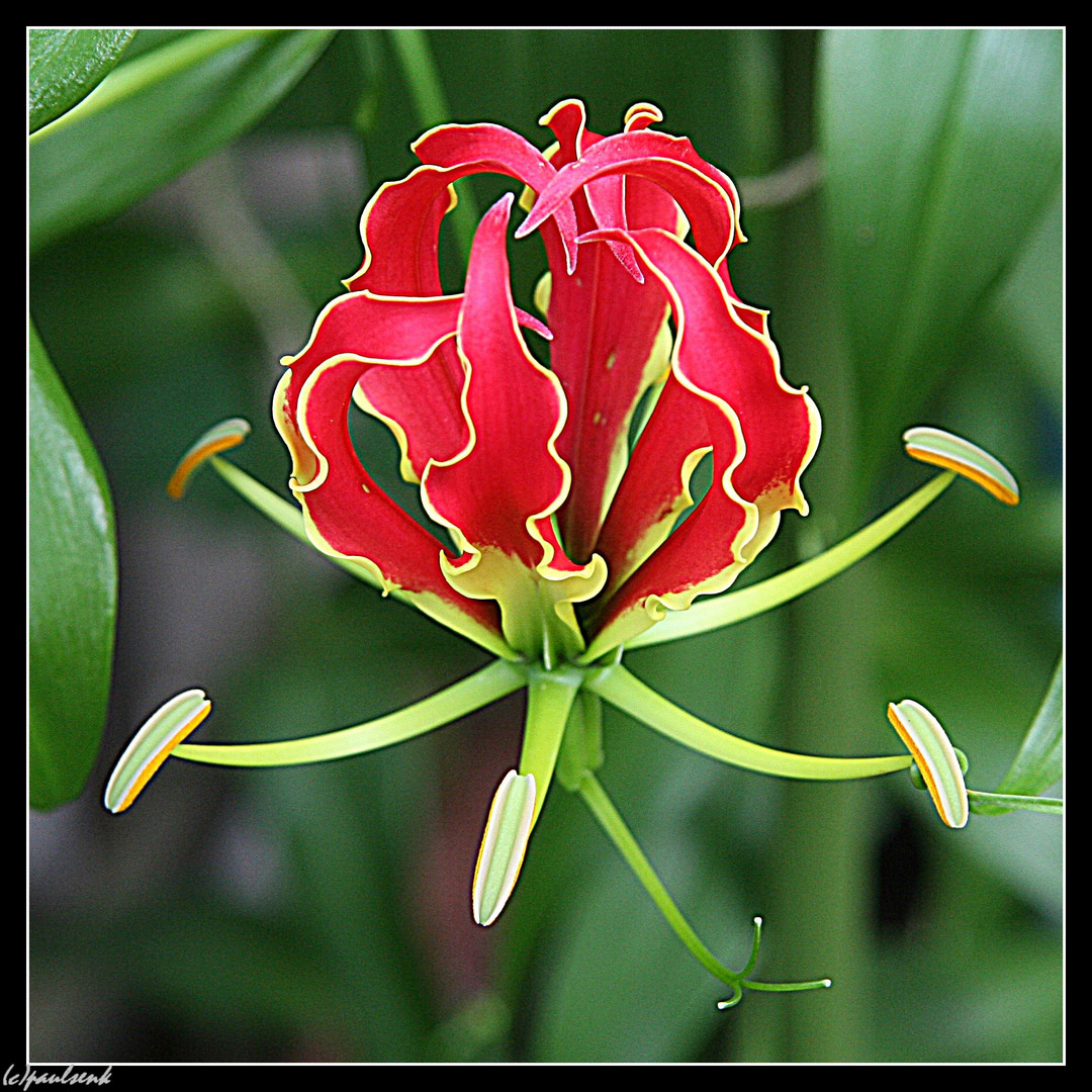 In Opa's Garten