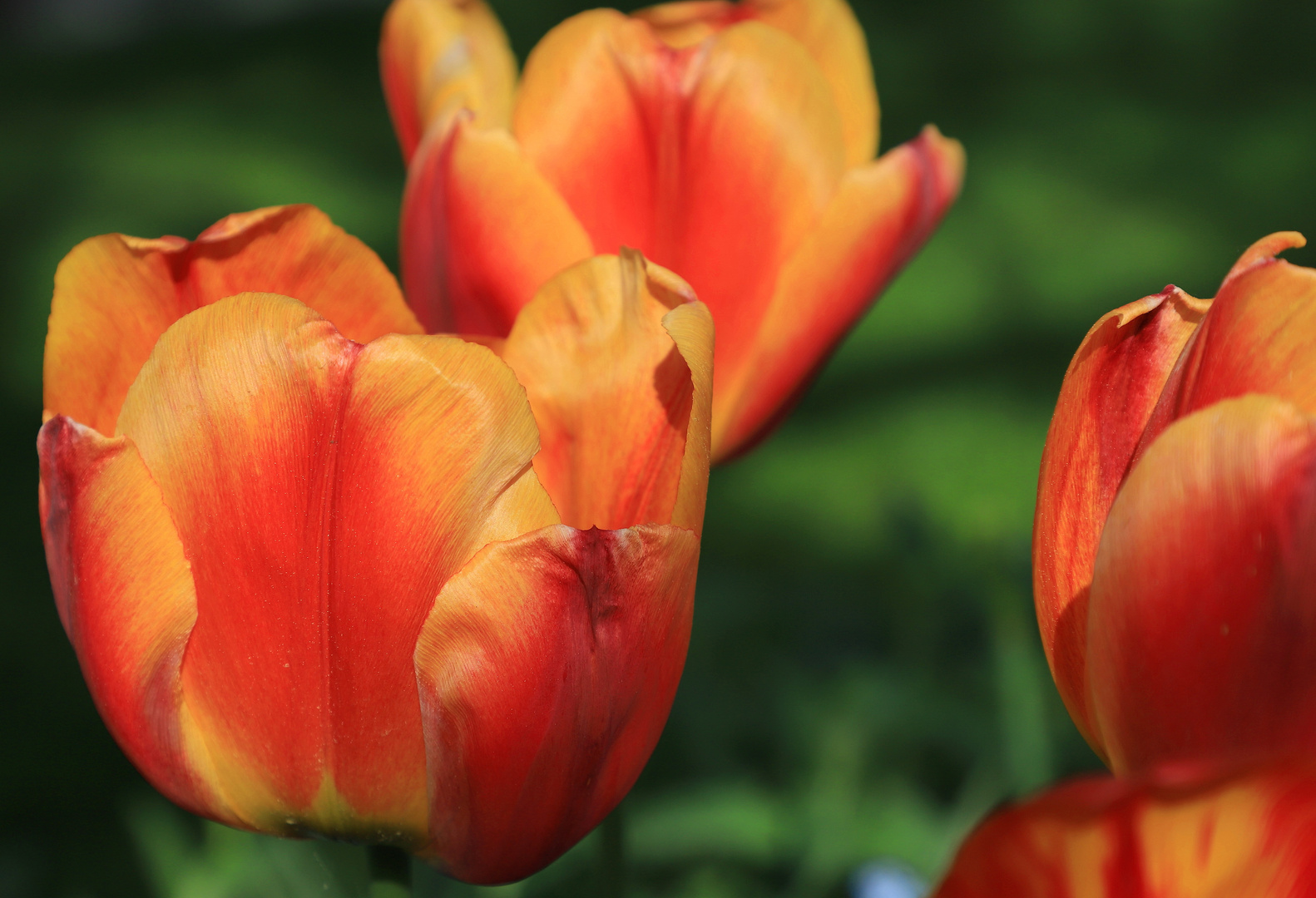 in orange 