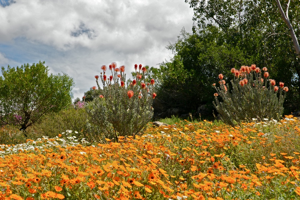 In Orange