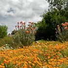 In Orange