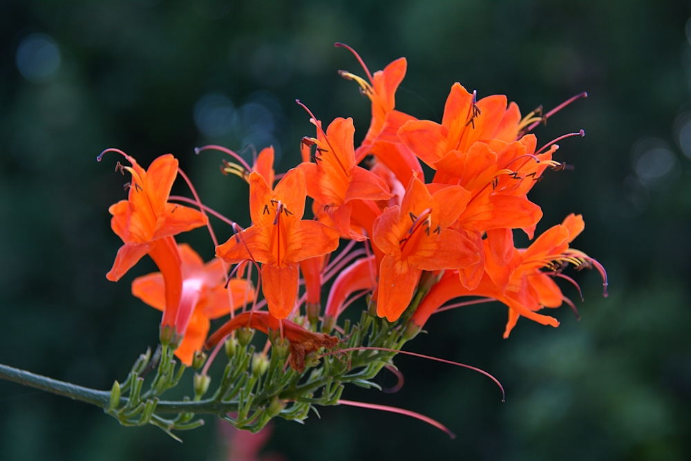 in orange - rot