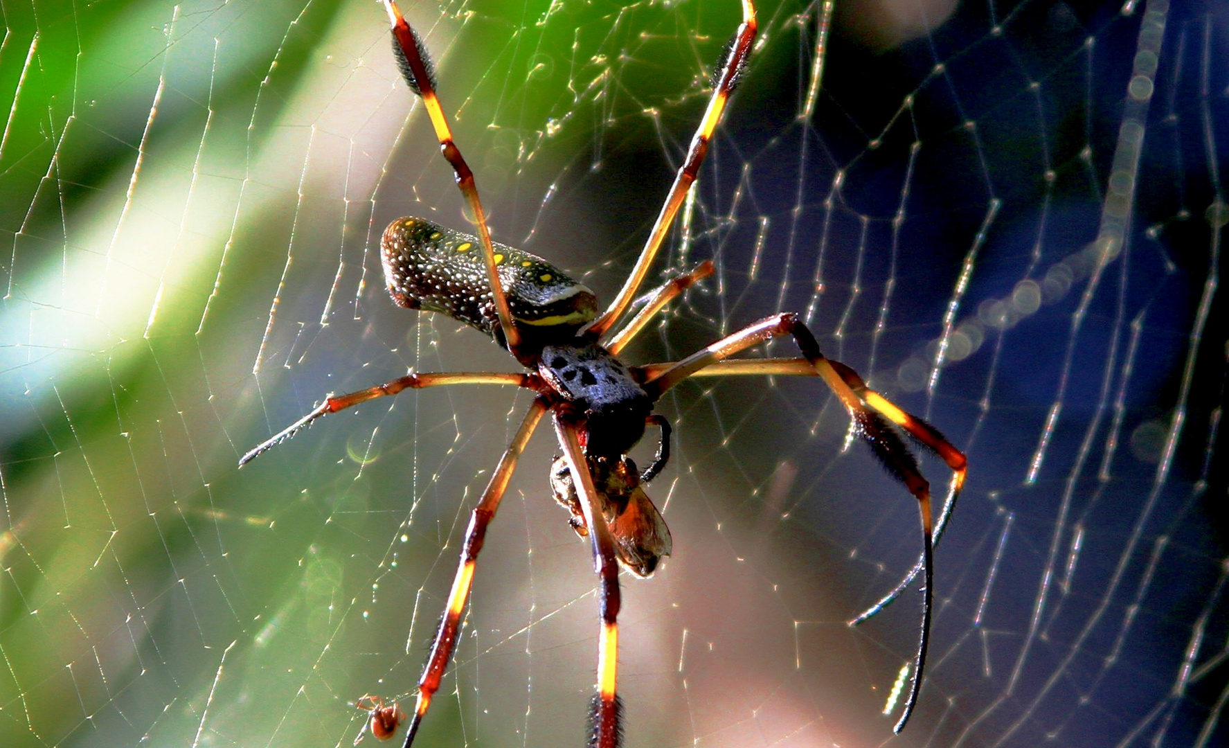 in Panama fotografiert