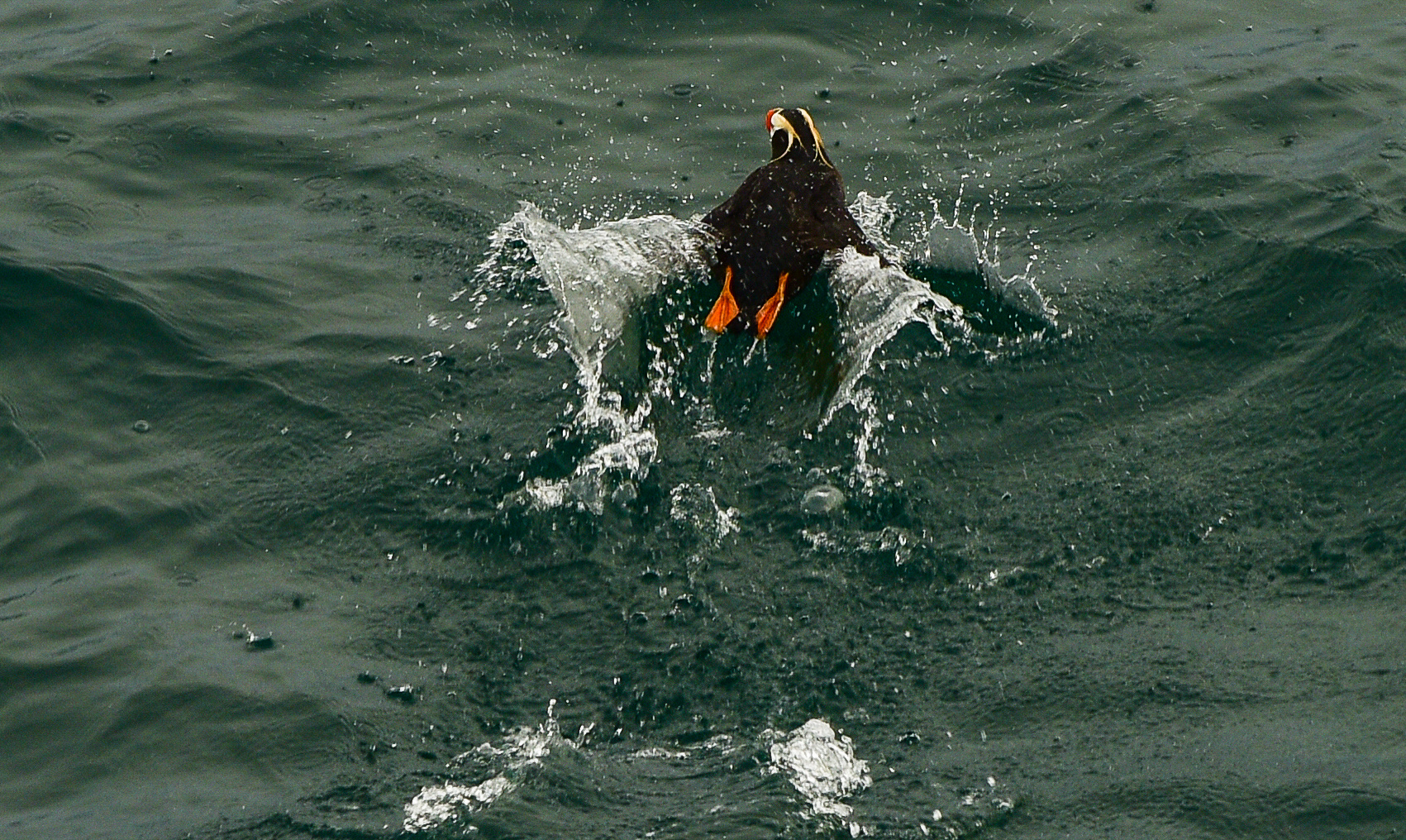 In panischer Angst.       ..DSC_2855