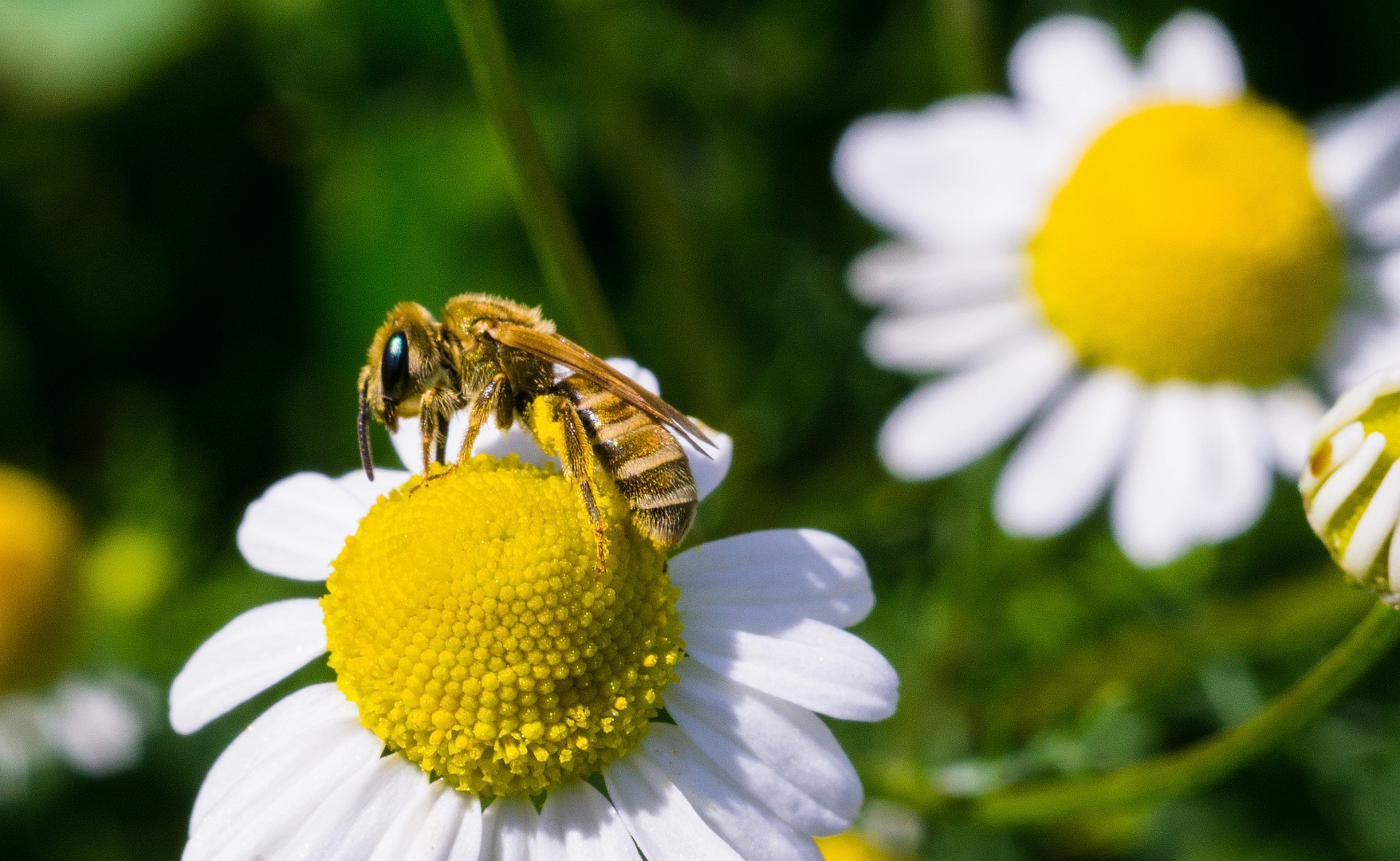 In Pollen baden