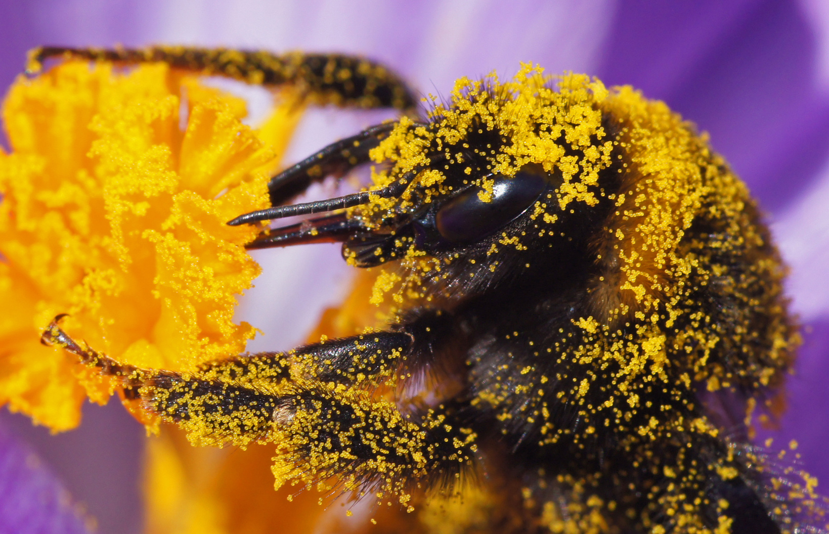 In Pollen gebadet