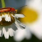 In Pollen gebadet....