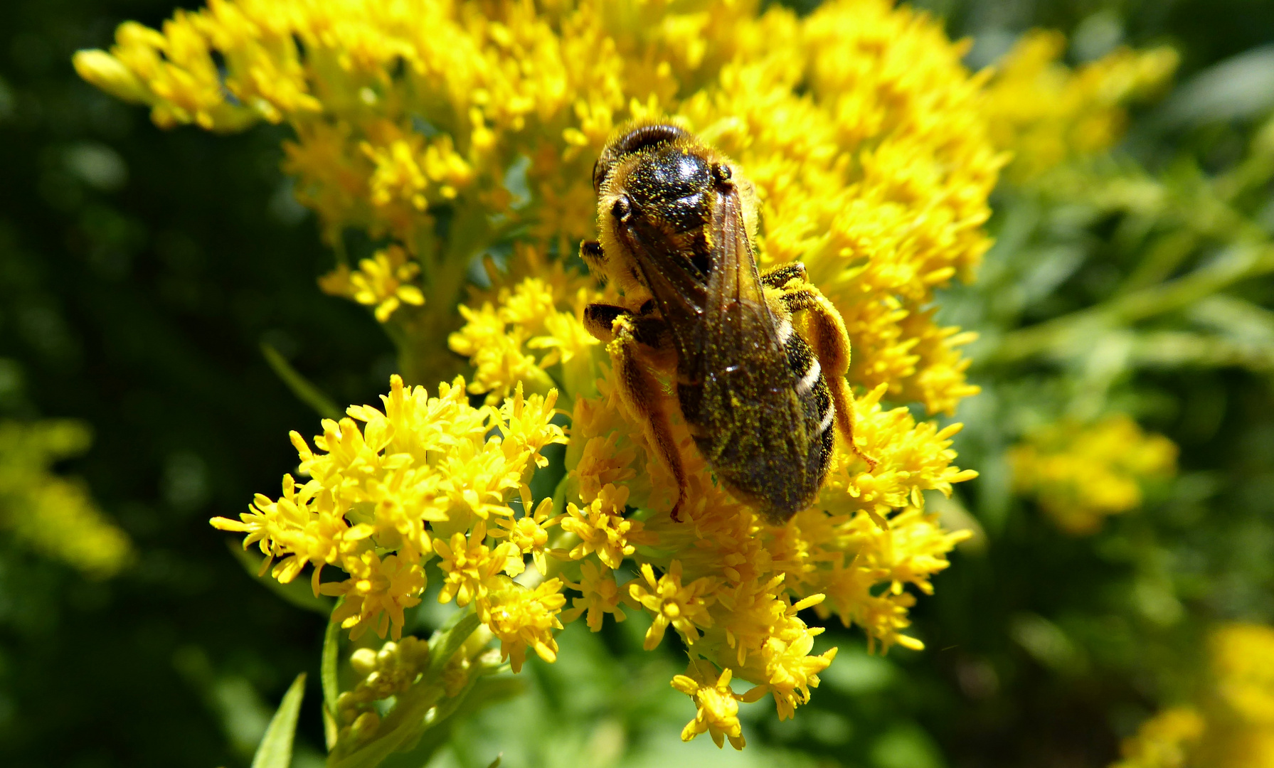 in Pollen gebadet