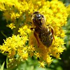 in Pollen gebadet