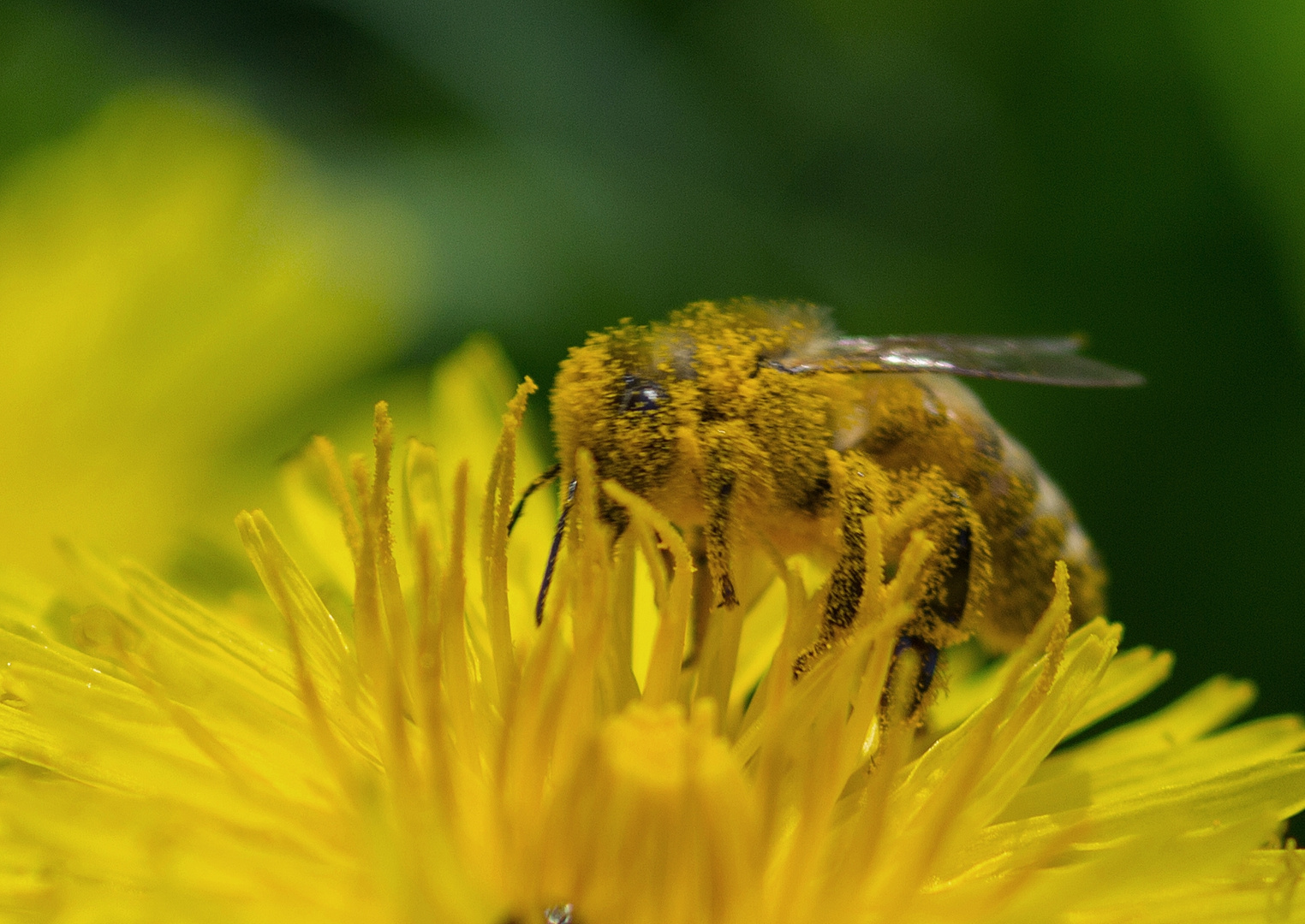 in Pollen gebadet