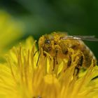 in Pollen gebadet