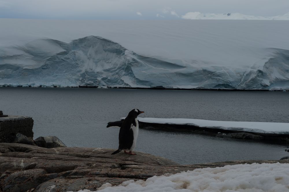 In Port Lockroy   DSC_0722