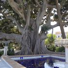 In Portugal entdeckt ein Baum mit viele Wurzeln.