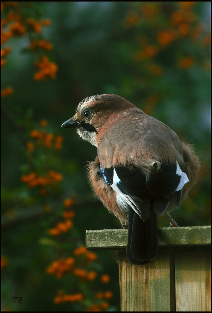 in pose gesetzt