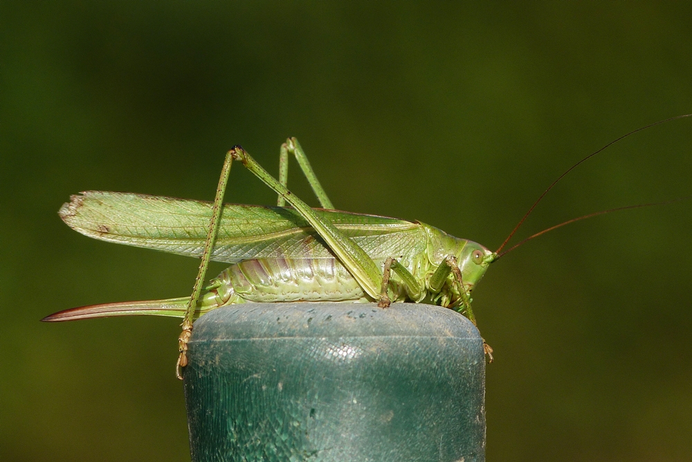 In Pose.....Grünes Heupferd