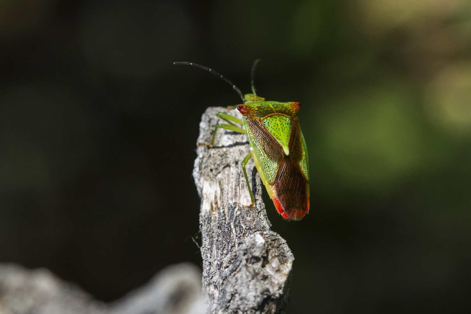 In prächtigen Farben