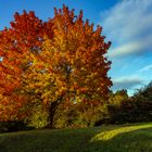 In prächtiger Herbstfärbung