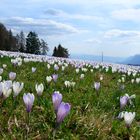 In primavera la vita rinasce