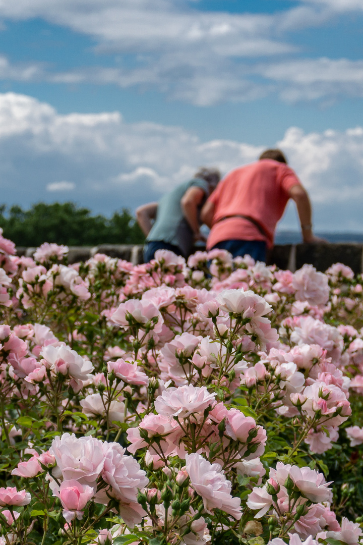 In Prime Bloom