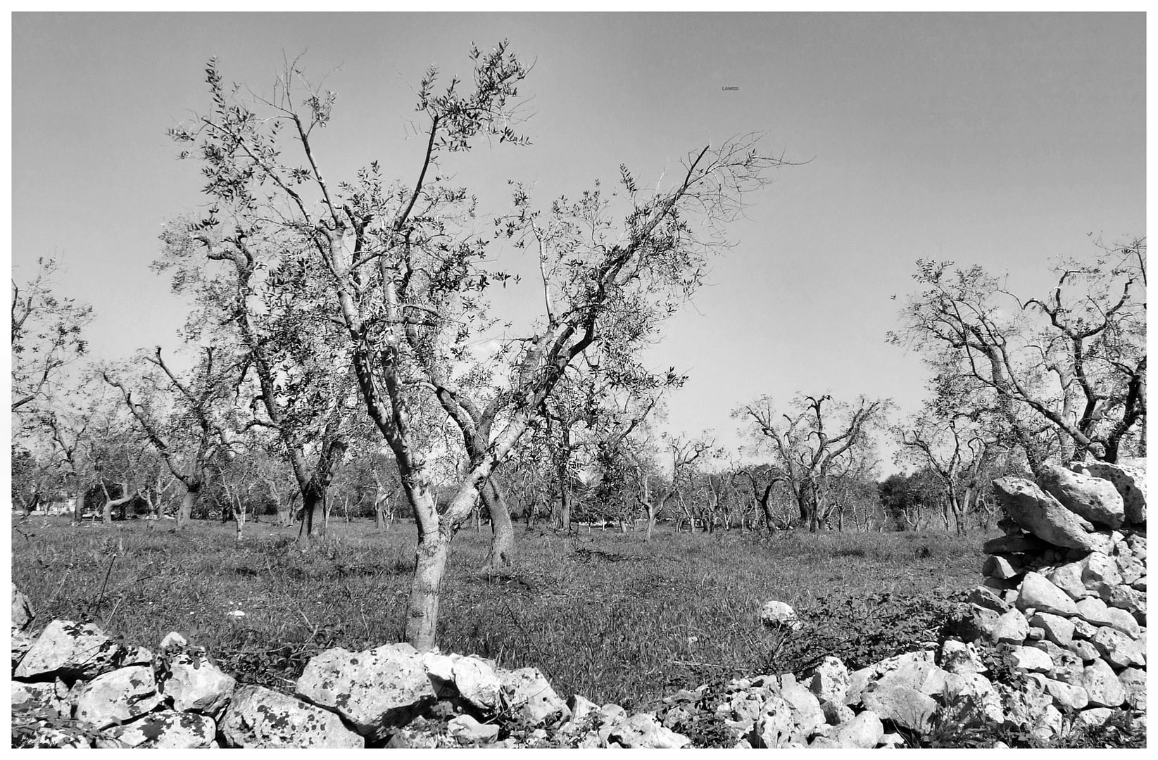 IN PUGLIA E TEMPO DI POTATURA