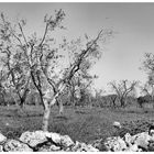 IN PUGLIA E TEMPO DI POTATURA