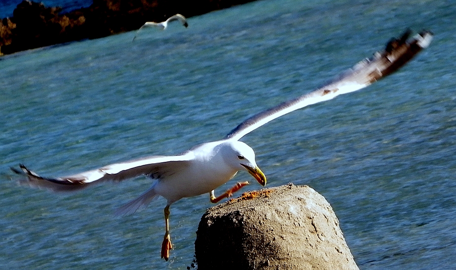 In punta di... zampe