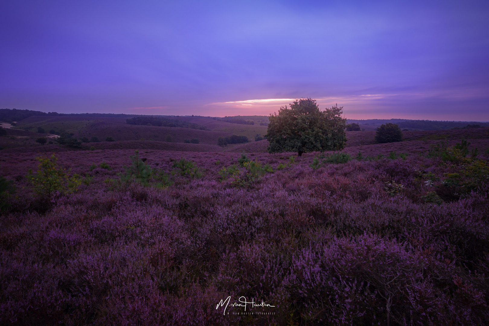 In purple dreamland...