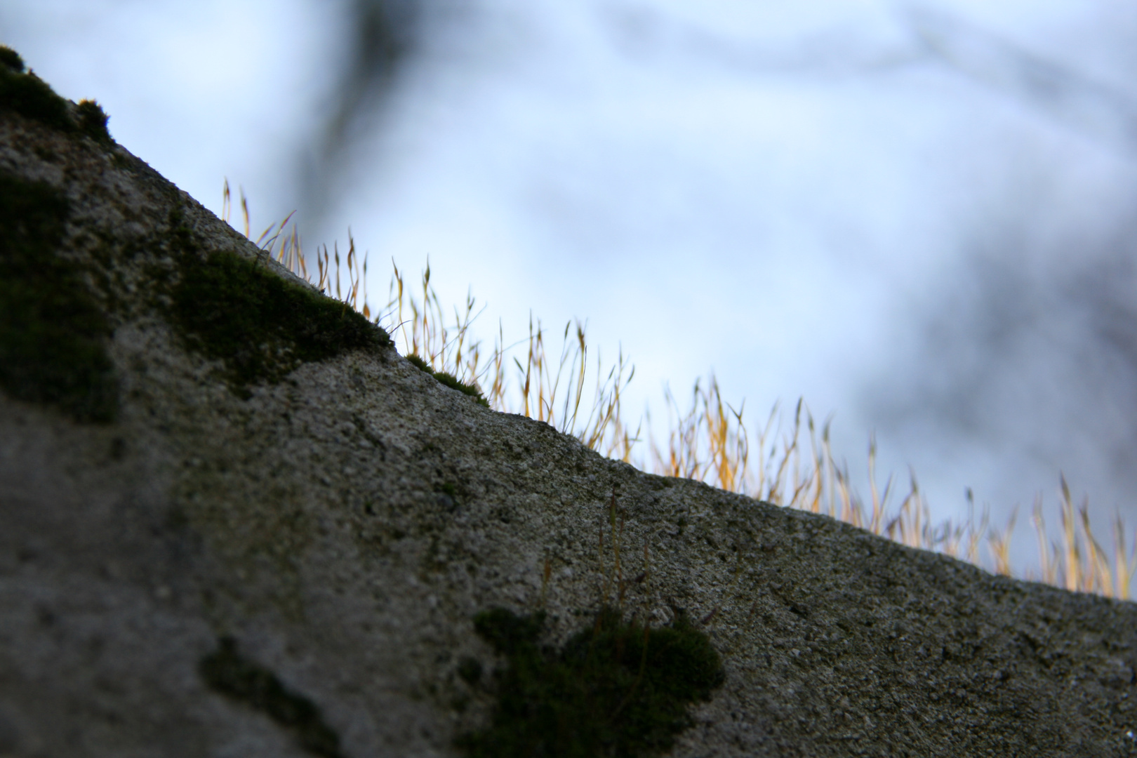 in reih und glied aufrechtstehend,der wintersonne entgegenreckend