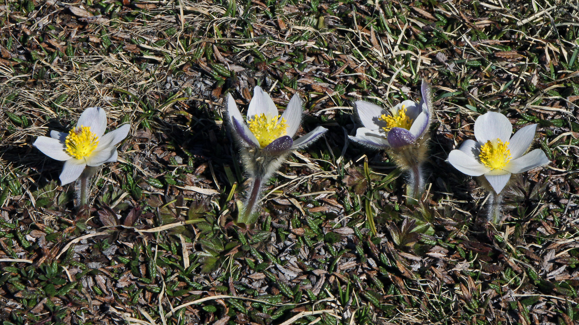 In Reih und Glied ,  haben  diese Alpenanemonen (Pulsatella alpina)  den Boden verlassen...