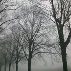 In Reih und Glied im Nebel .....