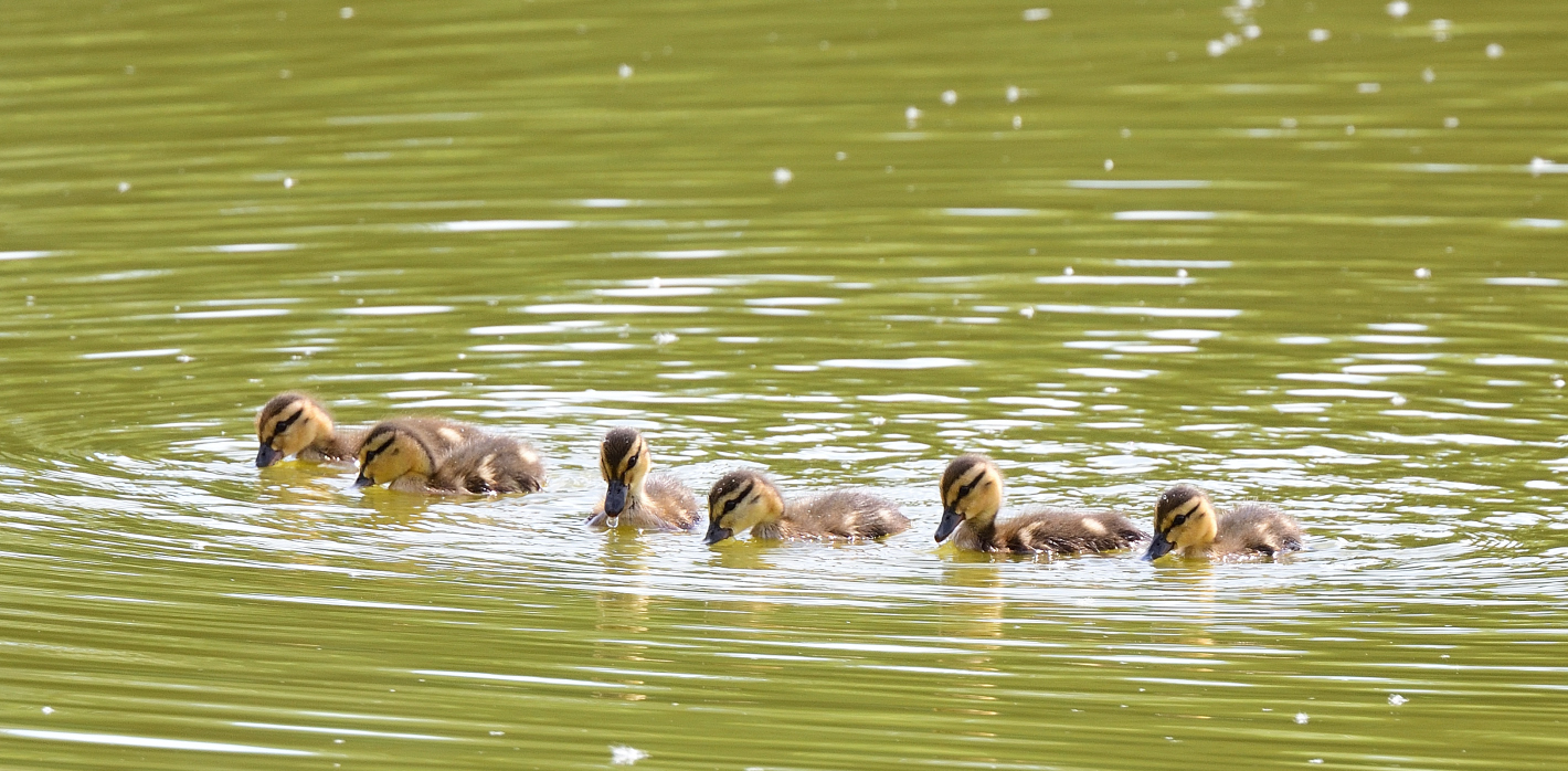 In Reih und Glied, lined up in order, alineados en orden