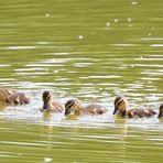 In Reih und Glied, lined up in order, alineados en orden