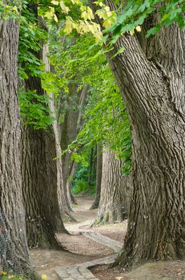 In Reih und Glied - Nr. 1