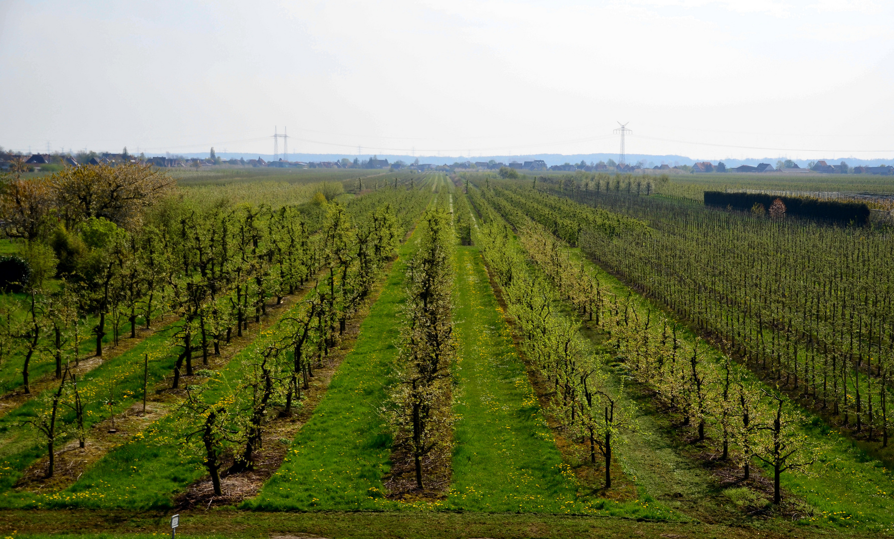 In Reih und Glied, Obstbäume im Alten Land Foto & Bild pflanzen