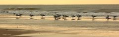 In Reih und Glied...Sylt-Möven am Strand vom Klappholttal