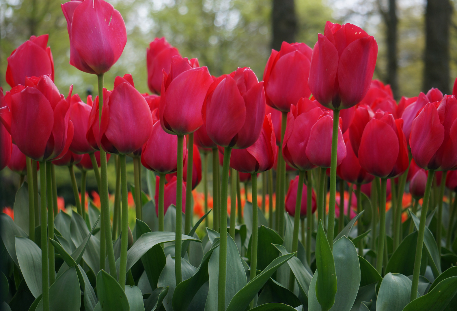 In Reihe aufgestellt - Tulpenpracht in Holland