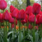 In Reihe aufgestellt - Tulpenpracht in Holland