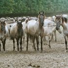 In Reihe aufgestellt zum Fototermin