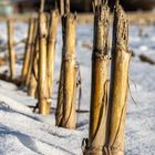 in Reihe... warten auf den Frühling